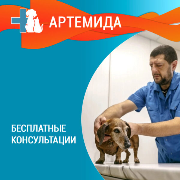 Бесплатные консультации ветврачей